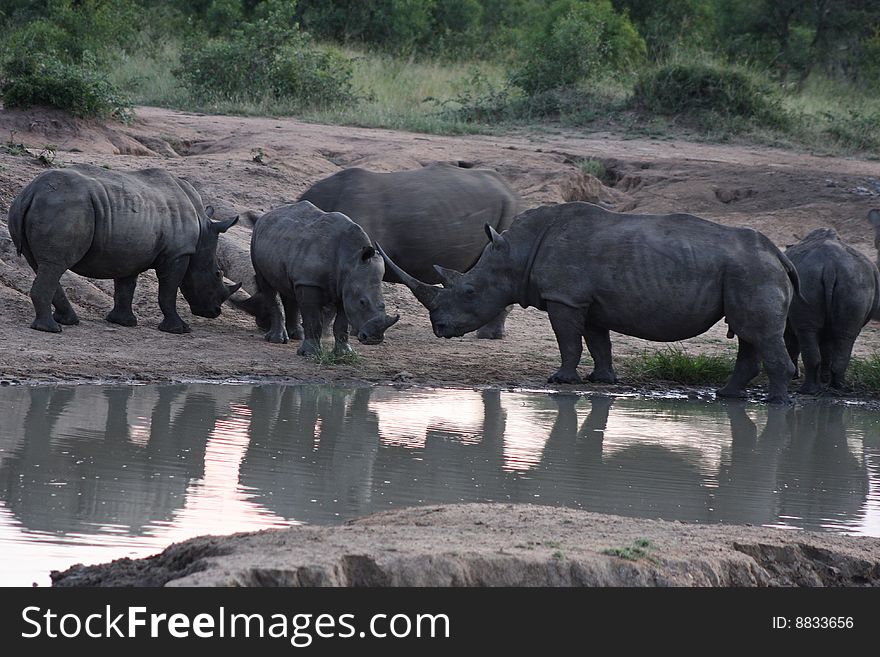 White Rhinoceros at water hole at sunset.