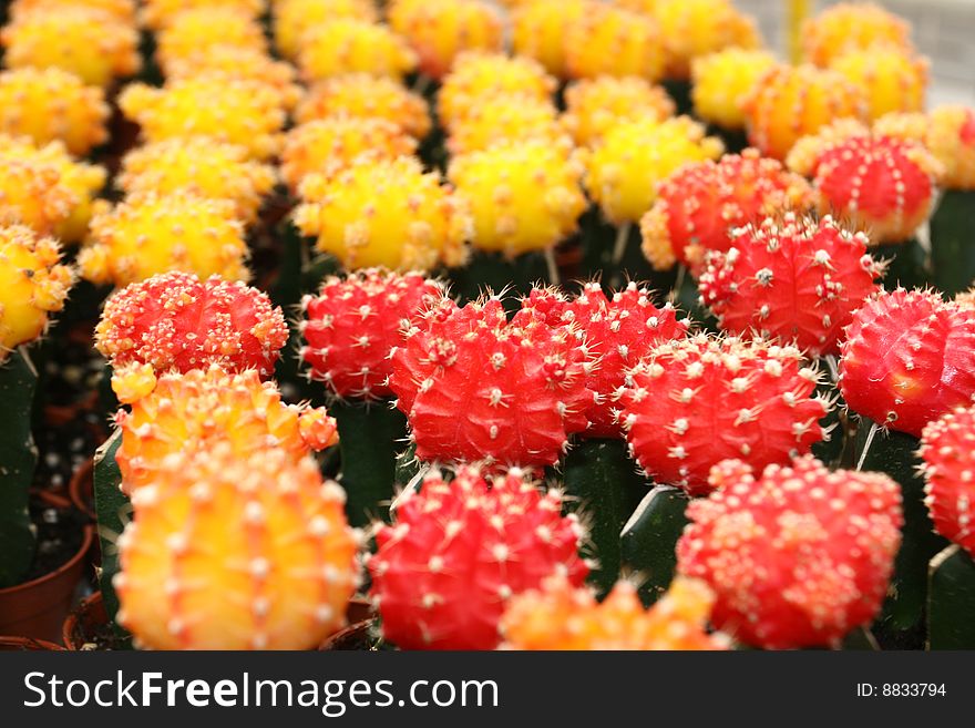 Multiple Yellow and Red Cactus in close up.