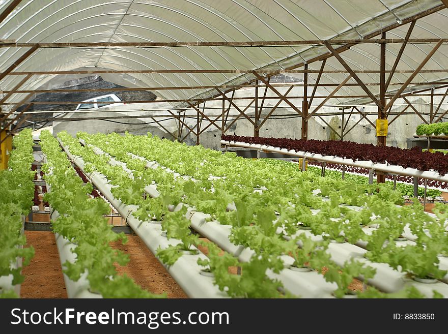 Indoor Lettuce Farm at Cameron Highland. Indoor Lettuce Farm at Cameron Highland