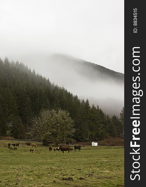 Pasture with grazing cows in Washington. Pasture with grazing cows in Washington