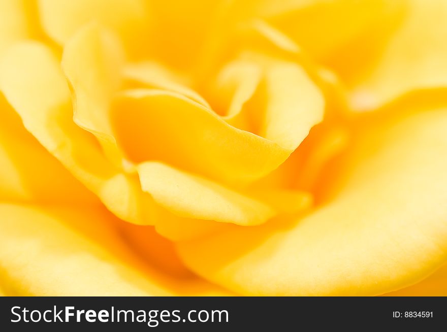 Macro image of yellow rose