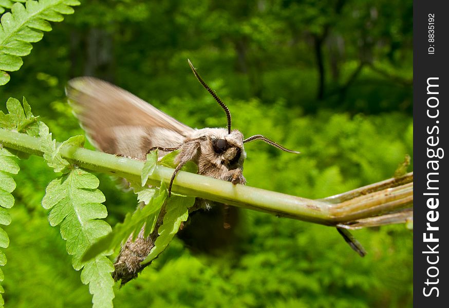 A close-up of the butterfly hawk moth on grass. A close-up of the butterfly hawk moth on grass.