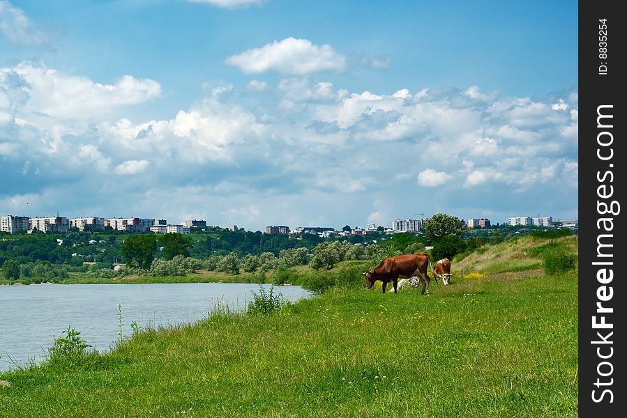 Cows graze on a meadow near river