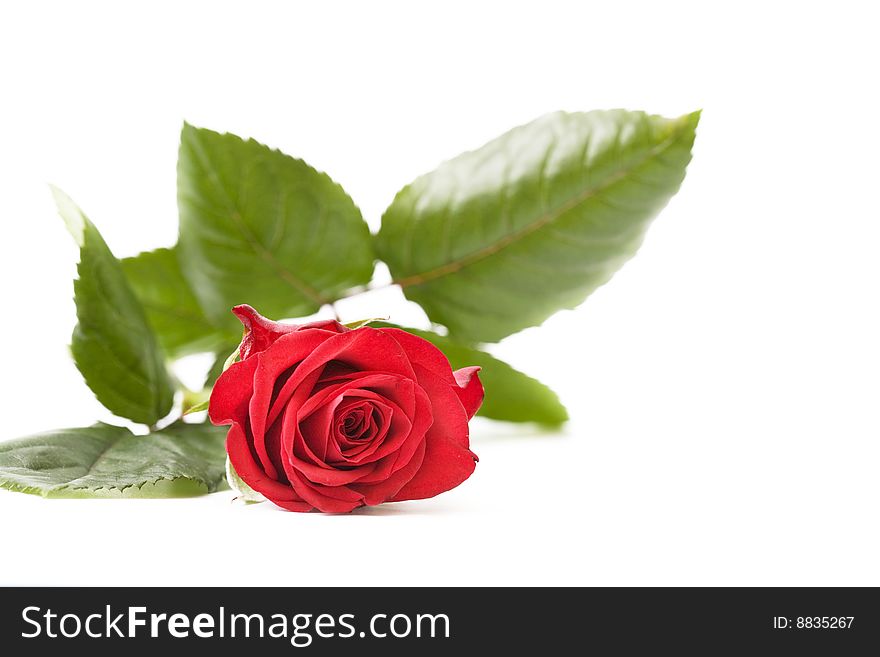 Red rose isolated on white background