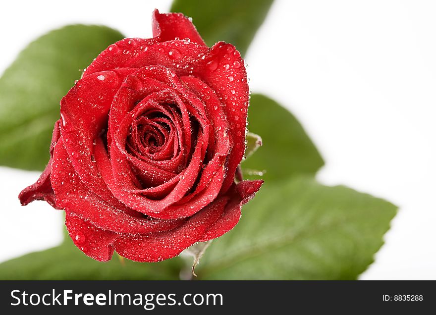 Macro Image Of Red Roses