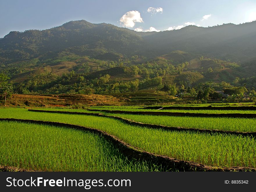 Curves Of Terrace Rice Field In The Mountain