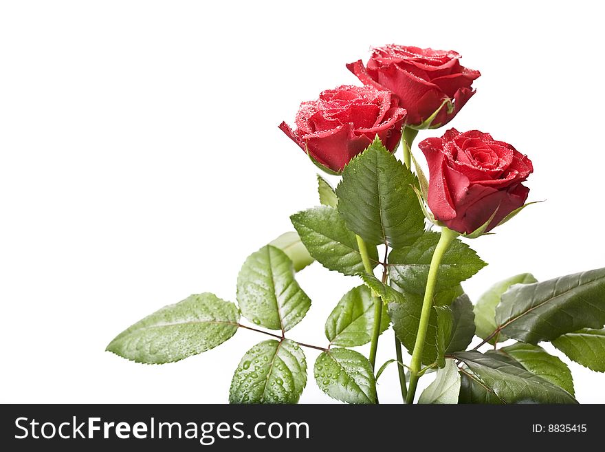 Bouquet of red roses isolated on white.