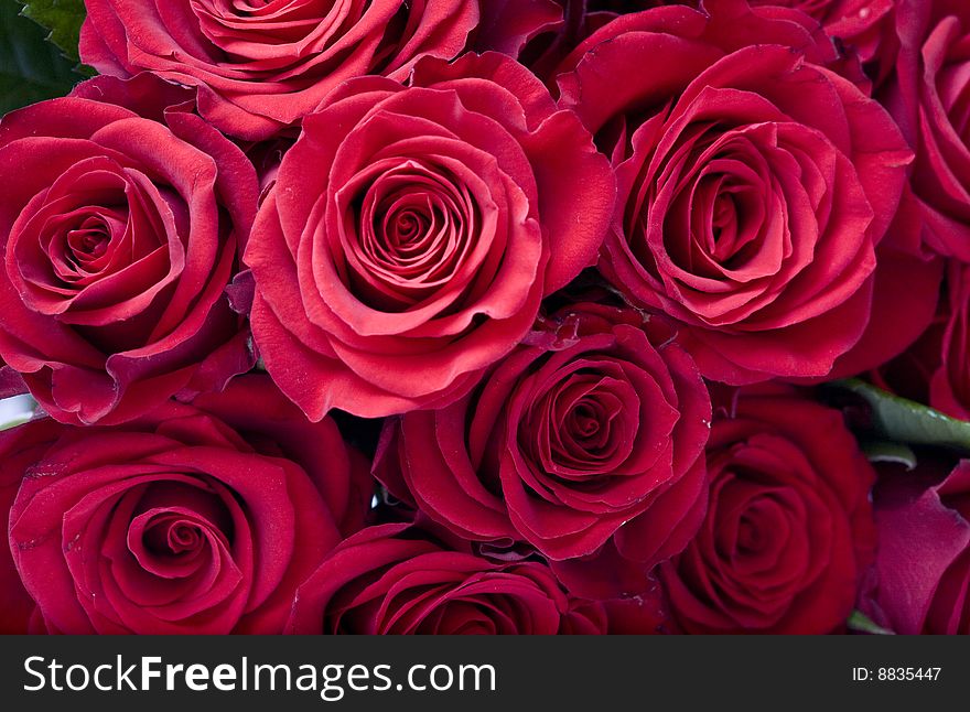 Beautiful red roses on a white background. Beautiful red roses on a white background