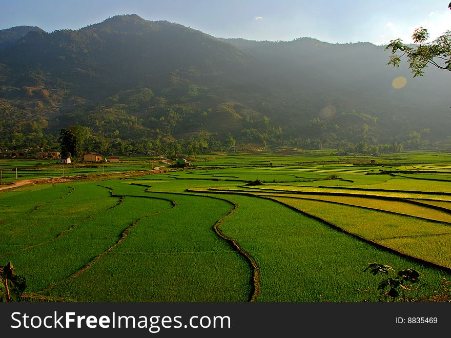 Curves Of Terrace Rice Field In The Mountain