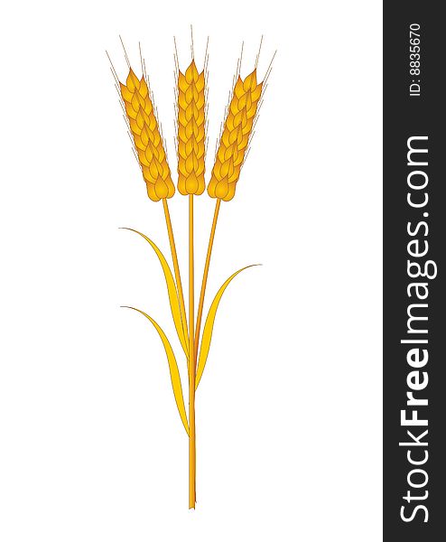 Three wheat ears isolated on a white background