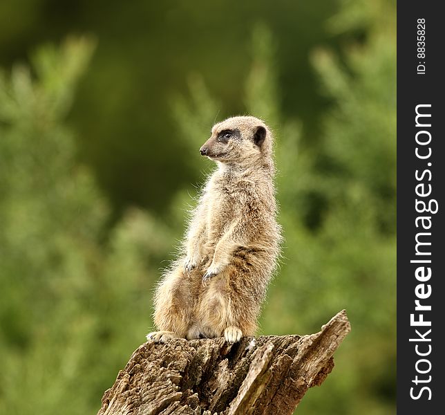 Portrait of a Meerkat standing guard