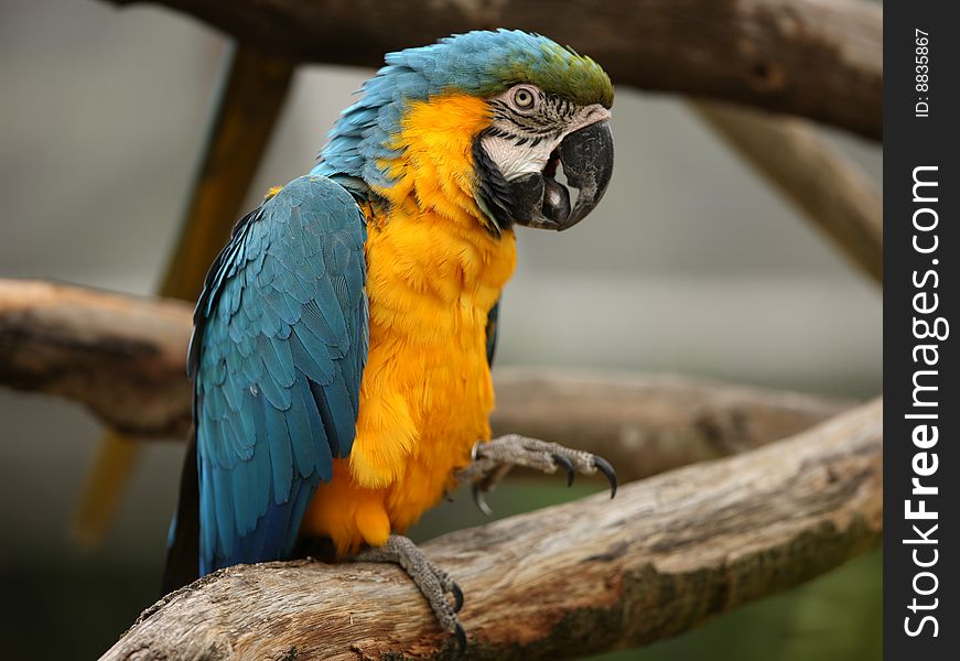 Portrait of a Blue Macaw Parrot