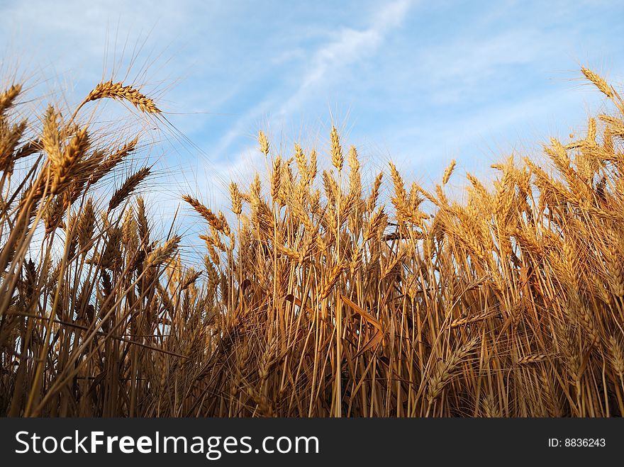 Wheaten field with the ripened ears for harvesting. Wheaten field with the ripened ears for harvesting.