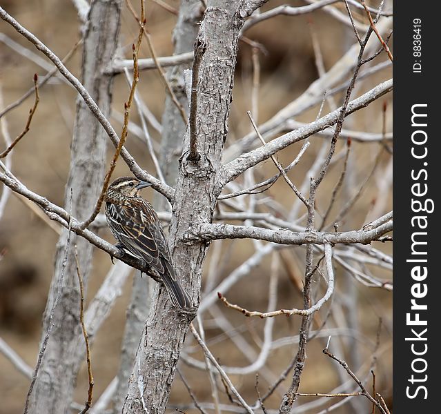 Female red-winged blackbird perched on a tree branch