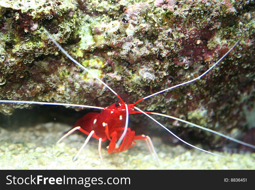 A red tropical shrimp in coral