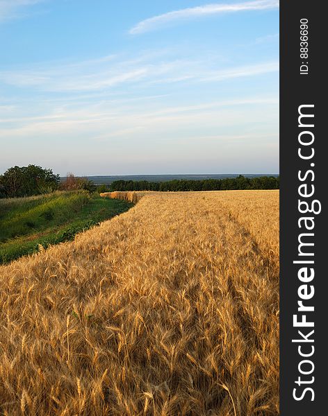 Wheaten field with the ripened ears for harvesting. Wheaten field with the ripened ears for harvesting.