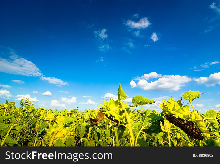 Sunflower field and blue cloudy sky