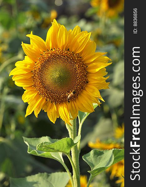 Sunflower Open Vertical