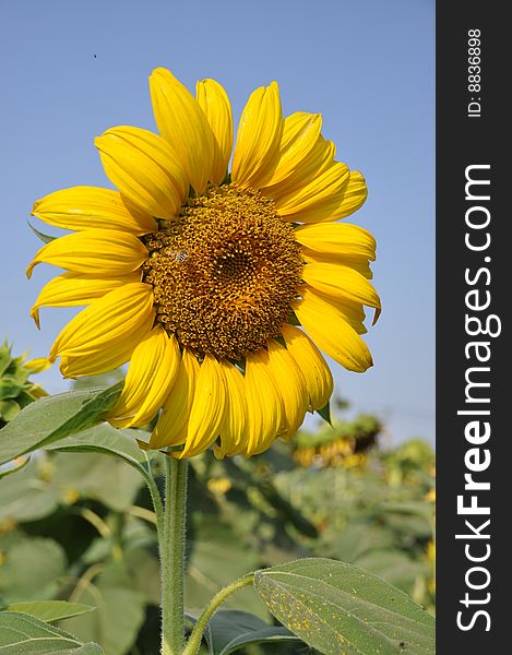 Sunflower blooming already taken one farm. Sunflower blooming already taken one farm.