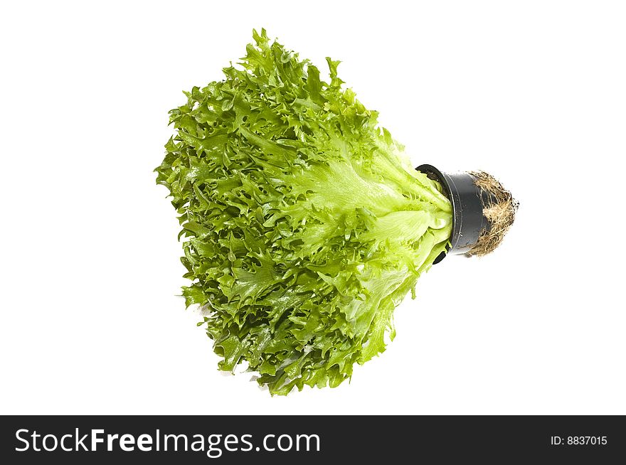 Lettuce plant in a pot isolated on white