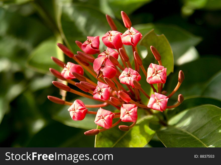 Red Stamens