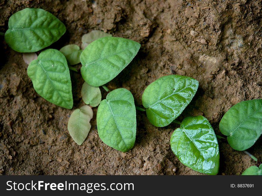 Little fresh ficus pumila leaves lying flat on the ground quietly,taken in south china botanical garden of guangzhou city. Little fresh ficus pumila leaves lying flat on the ground quietly,taken in south china botanical garden of guangzhou city