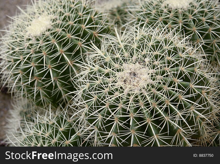 Several globe-shaped cactus took in greenhouse of south china botanical garden