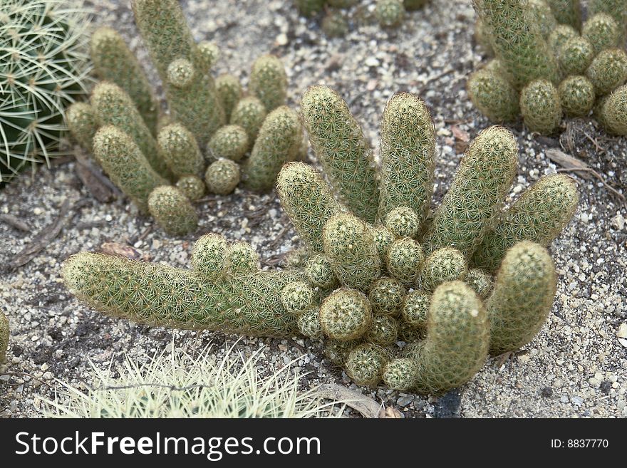 Small Cactuses