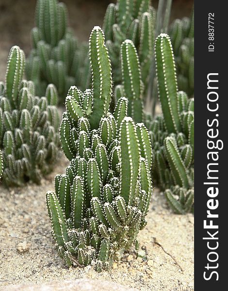 Small green strip cactuses in greenhouse of south china botanical garden in guangzhou city