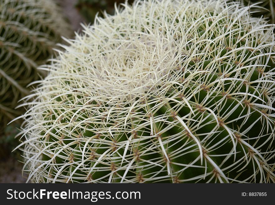Cactus Head