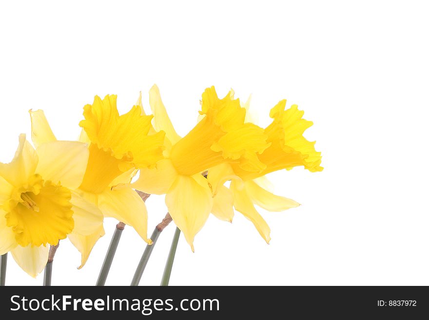 Yellow daffodils closeup  over white background. Yellow daffodils closeup  over white background