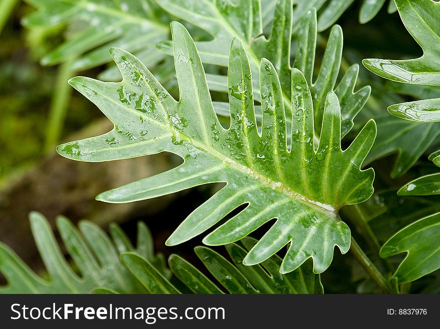 A fern leaf like bird's nest,taken in south china botanical garden in guangzhou city