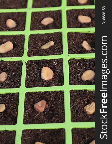Green Vegetable seeds tray closeup