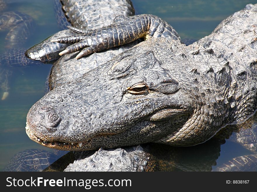 Alligator in a park in Florida State