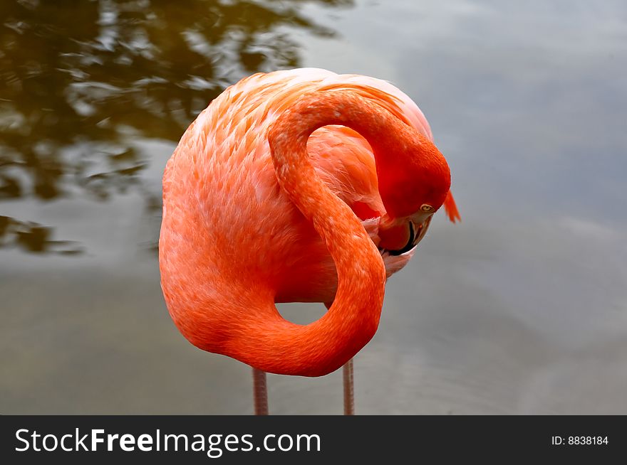 Red flamingo in a park in Florida