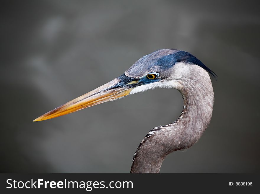 Tropical bird in a park in Florida USA