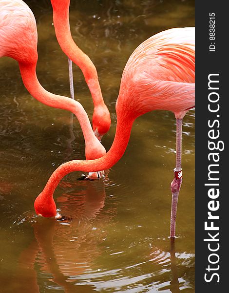 Red flamingo in a park in Florida USA