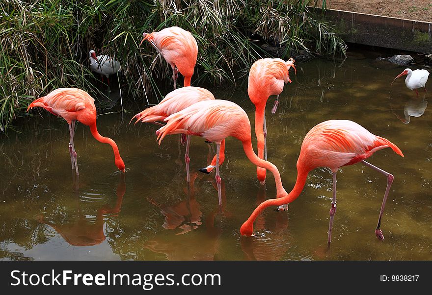 Red flamingo in a park in Florida USA