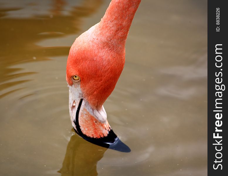 Red Flamingo In A Park In Florida