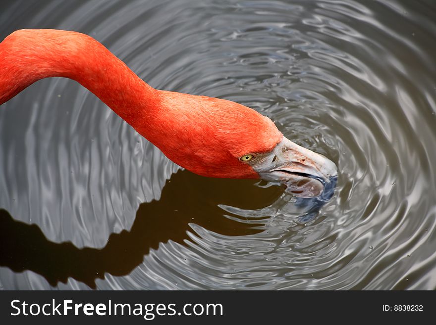 Red flamingo in a park in Florida