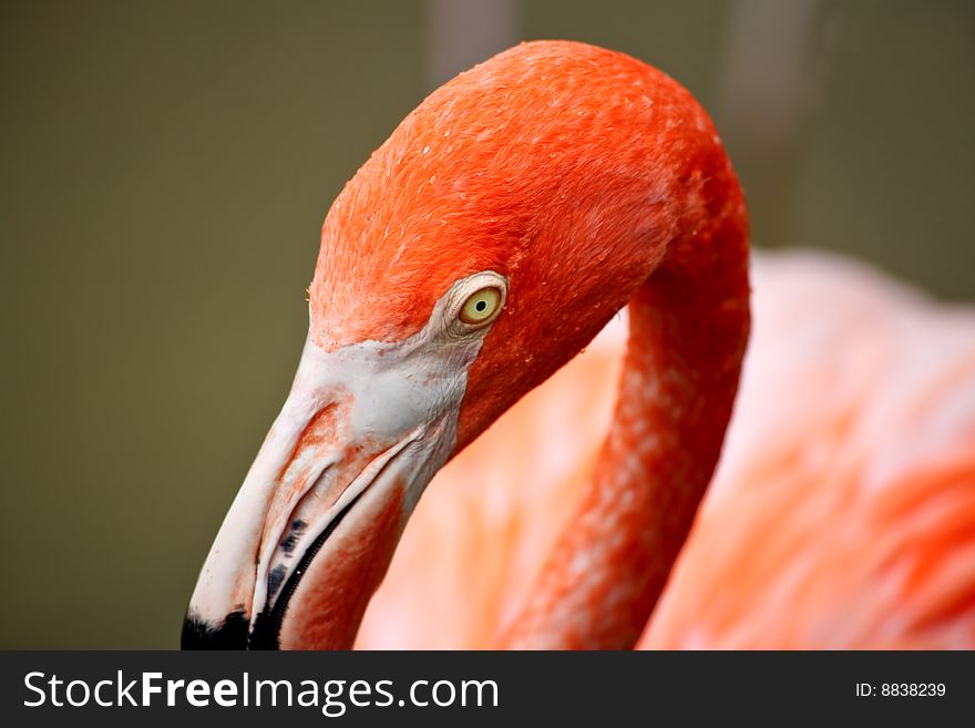 Red Flamingo In A Park In Florida