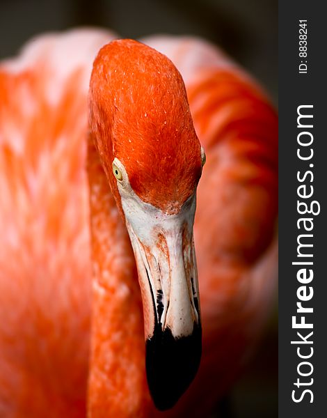 Red flamingo in a park in Florida