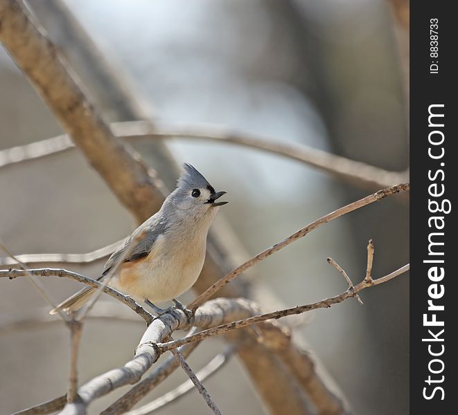 Tufted titmouse perched in a tree singing. Tufted titmouse perched in a tree singing