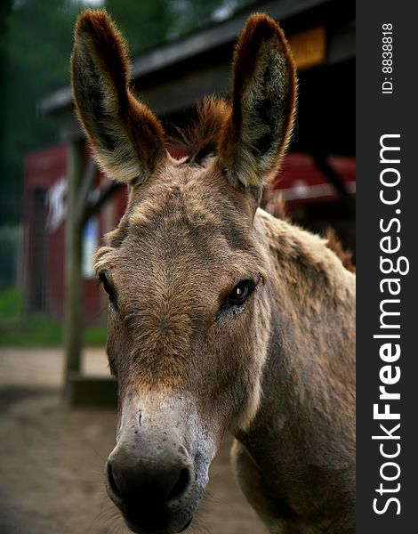 Donkey portrait