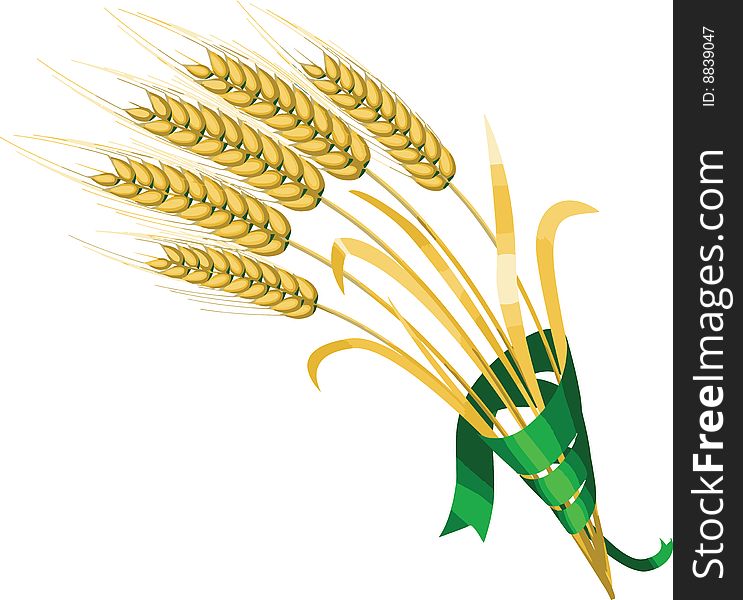 Five ears of wheat in tape