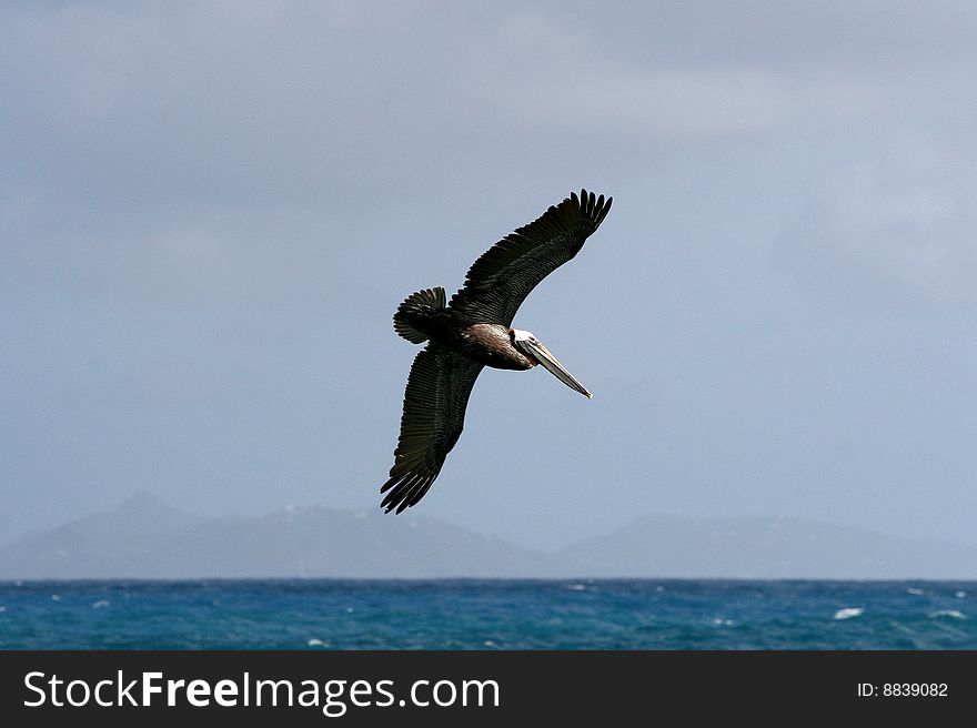 A pelican fly's above the ocean, with St Barths in the background. A pelican fly's above the ocean, with St Barths in the background