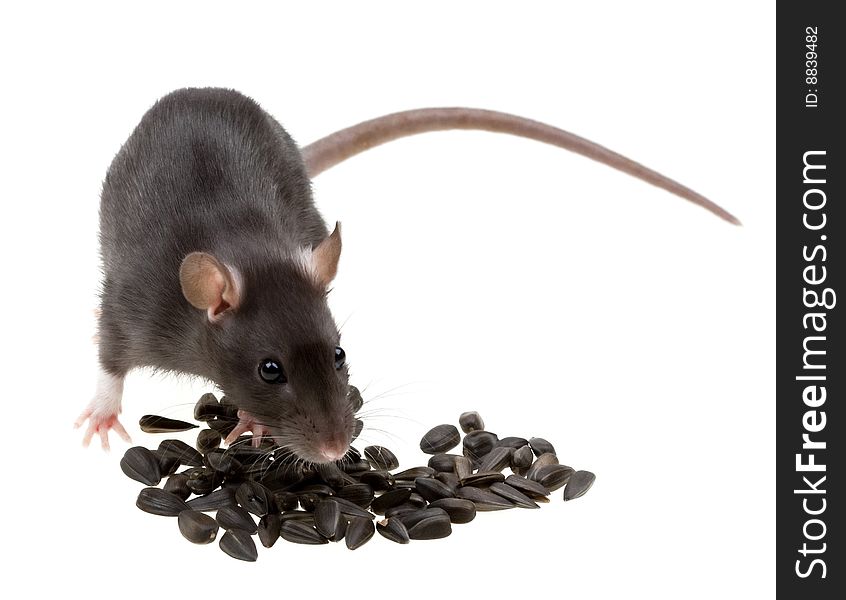 Funny rat eat sunflower seeds isolated on white background. Funny rat eat sunflower seeds isolated on white background