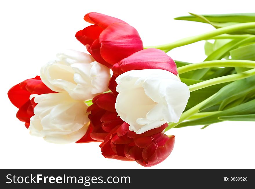 Colored tulips isolated over white