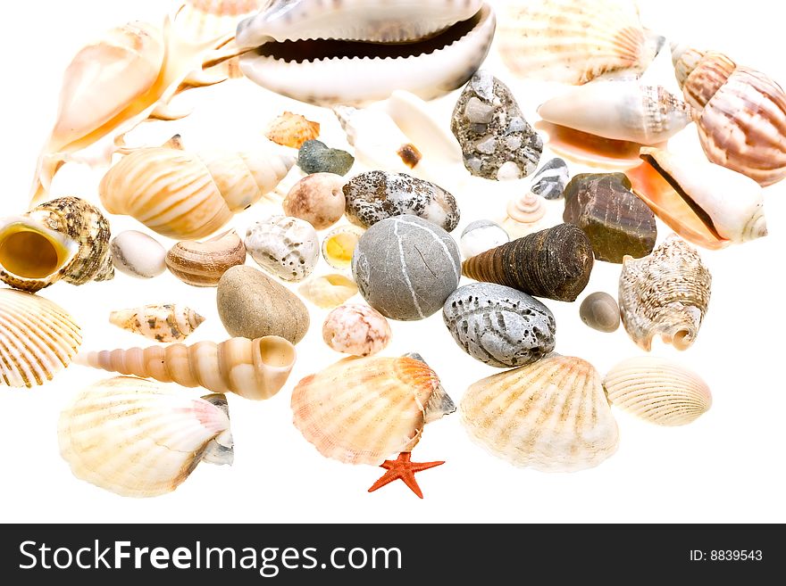 Beautiful Seashells Isolated On White
