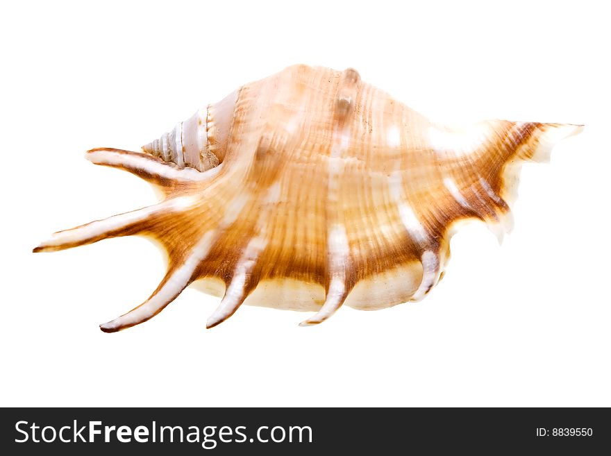 Scallop Seashell From Ocean Isolated On White